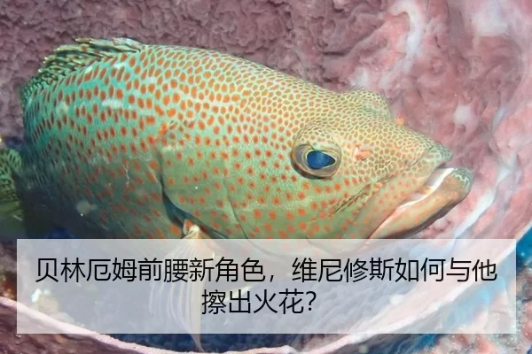贝林厄姆前腰新角色，维尼修斯如何与他擦出火花？